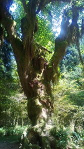 Hoh Tree1