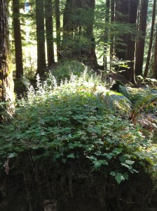 nurse log Hoh