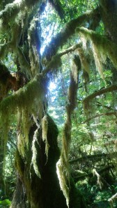 tree moss Hoh