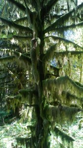 Tree moss Hoh
