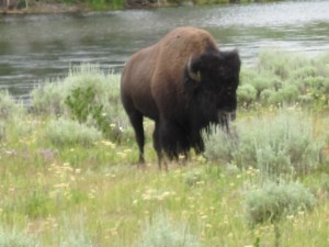 bison
